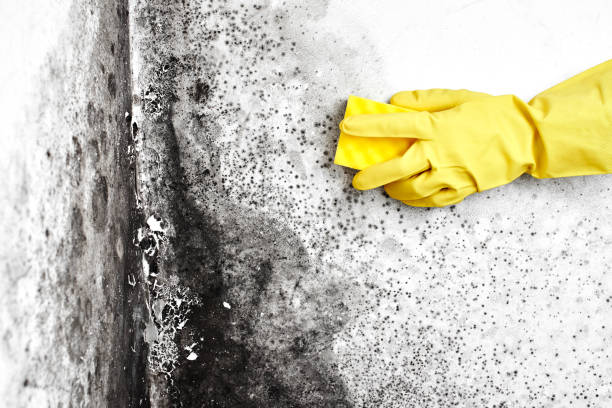 Best Mold Removal Process  in Joppatowne, MD