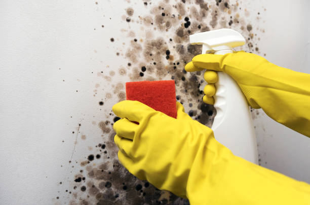 Best Office Mold Removal Services  in Joppatowne, MD