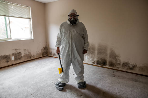 Certified Mold Removal in Joppatowne, MD